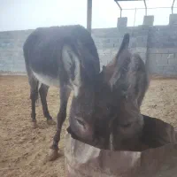 الاغ ماده آبستن با کره ماده ۸ماهه