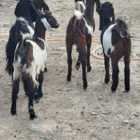 ۶بزغاله ماده تخمی تکه خورده ( همشون لینگ سه قلو )|حیوانات مزرعه|ملک‌آباد, |دیوار