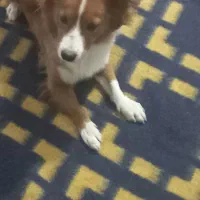 سگ پاکوتاه نر|سگ|بندرعباس, |دیوار