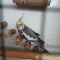 عروس|پرنده|قم, شهرک مهدیه (مدرس)|دیوار