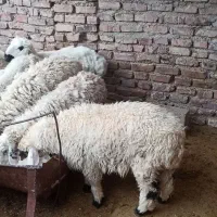 سلام 14عدد بره نره با یک ماده چاق