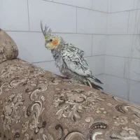 من به اندازه آواز پرنده زنده ام عروس و قناری|پرنده|یزد, |دیوار