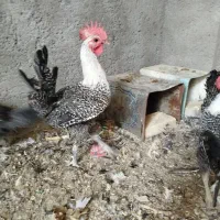 تخم نطفه دار مرغ براکل بلژیکی اصل