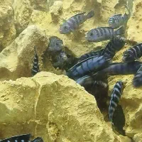 سیچلاید دماسونی مولد ۱۸۰تومان|ماهی|مشهد, بهاران|دیوار