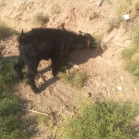 قصاب گوشت گوسفندی(کهره،بره،بز)قصابی|خوردنی و آشامیدنی|فسا, |دیوار