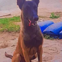 سگ مالینوینز|سگ|مهر, |دیوار