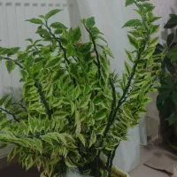 گل طبیعی زیبا وشاداب|گل و گیاه طبیعی|جوانرود, |دیوار