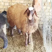 بره نرو ماده پا آخری