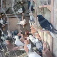 همه رنگ ماده