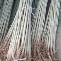 نهالستان صنوبر و میوه بادام گردو|خدمات باغبانی و درختکاری|قروه, |دیوار