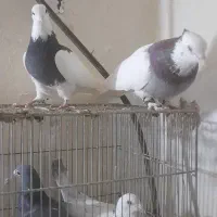 کبوترطوقی نروماده|پرنده|دماوند, دماوند|دیوار