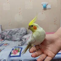 عروس هلندی و مست