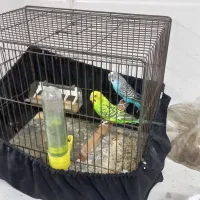 ی جفت مرغ عشق|پرنده|تهران, مولوی|دیوار