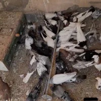 انواع کفتررنگی