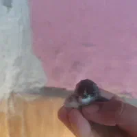 جوجه گلین|حیوانات مزرعه|سیرجان, |دیوار