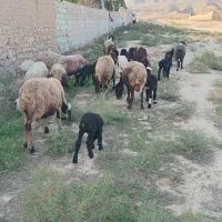 10راس میش بردار