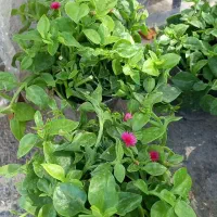 فروش خانگی گل طبیعی|گل و گیاه طبیعی|سربیشه, |دیوار