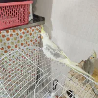 عروس هلندی اشتی آماده برای سخنگو کردن