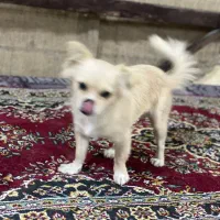 سگ پامرین|سگ|کرمانشاه, |دیوار