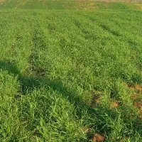اجاره-زمین-کشاورزی