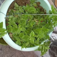 گل یخی|گل و گیاه طبیعی|اصفهان, رحیم‌آباد|دیوار