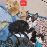 واگذاری گربه یک دونه ماده و سه تا نر آرام و سالم