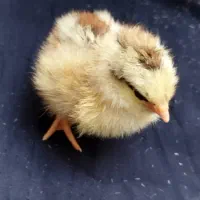 قبول سرپرستی رایگان مرغ و خروس و جوجه