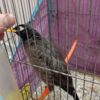 مینا دستی|پرنده|مشهد, امیریه|دیوار