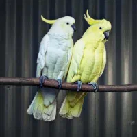 پنکه هوای (سقفی) ت و ا م|پنکه و تصفیهکنندهٔ هوا|سرپل ذهاب, |دیوار