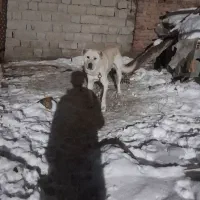 سگ سرابی اصیل