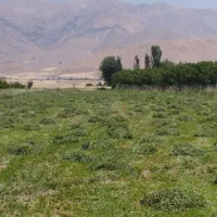 شبدر