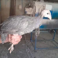 مرغ شاخدار و جوجه شاخدار|حیوانات مزرعه|تهران, اکباتان|دیوار