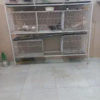 قفس 60 سانتی