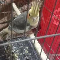 عروس هلندی آهویی|پرنده|آبادان, |دیوار