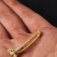 اصل اصل