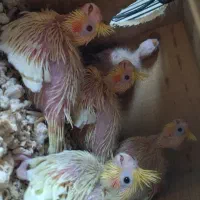 جوجه عروس سرلاکی