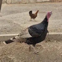 بوقلمون نر سنگین|حیوانات مزرعه|محمدشهر, محمدشهر|دیوار