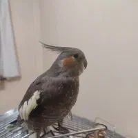 فروش یک جفت عروس هلندی مولد و ۲تا جوجه نر ۸ ماهه|پرنده|فردیس, شهرک هفده شهریور|دیوار