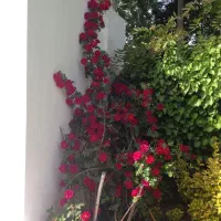 خدمات باغبانی|خدمات باغبانی و درختکاری|فردیس, قریشی|دیوار