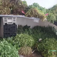 سبزی فروشی اردبیل