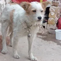 سگ سیتزو فروشی