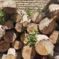 خرید چوب هرس درختان میوه