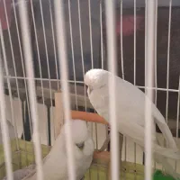 ۷ عدد مرغ عشق انگلیسی|پرنده|تهران, سید خندان (جلفا)|دیوار