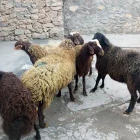 کاور گوشتی|حیوانات مزرعه|دهگلان, |دیوار