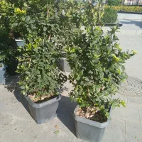 فروش|خدمات باغبانی و درختکاری|تهران, شهرک آتی شهر|دیوار