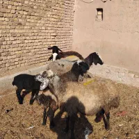 گوسفند ابستن|حیوانات مزرعه|دشتابی, |دیوار