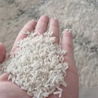 برنج دمسیاه