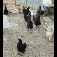 تعدادی مرغ تخم گذار جوان فروش فوری