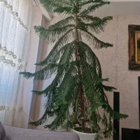 فروش کاج مطبق سلطنتی ۲.۵ متری