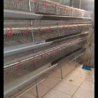 قفس مرغ تخمگذار